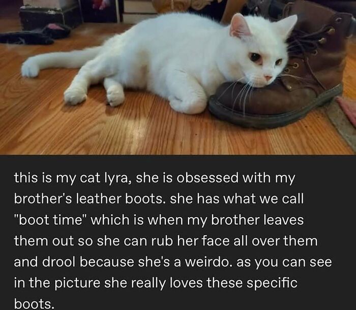 135 Cute And Funny Cat Memes That Are Way Cheaper Than Therapy