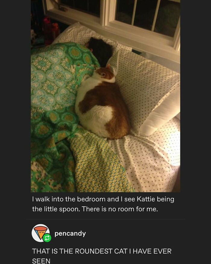 135 Cute And Funny Cat Memes That Are Way Cheaper Than Therapy