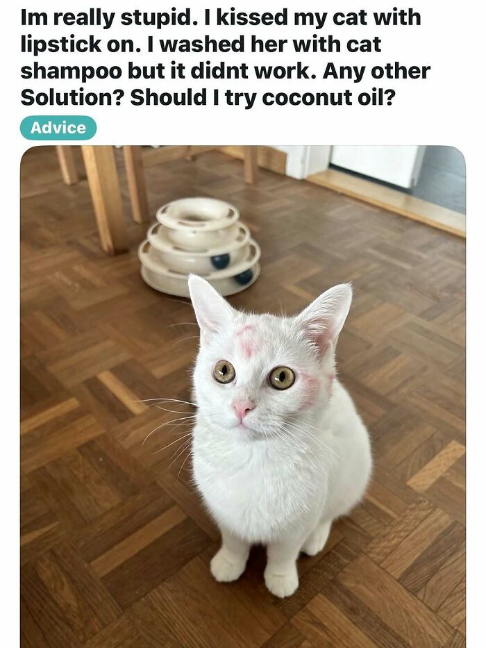 135 Cute And Funny Cat Memes That Are Way Cheaper Than Therapy