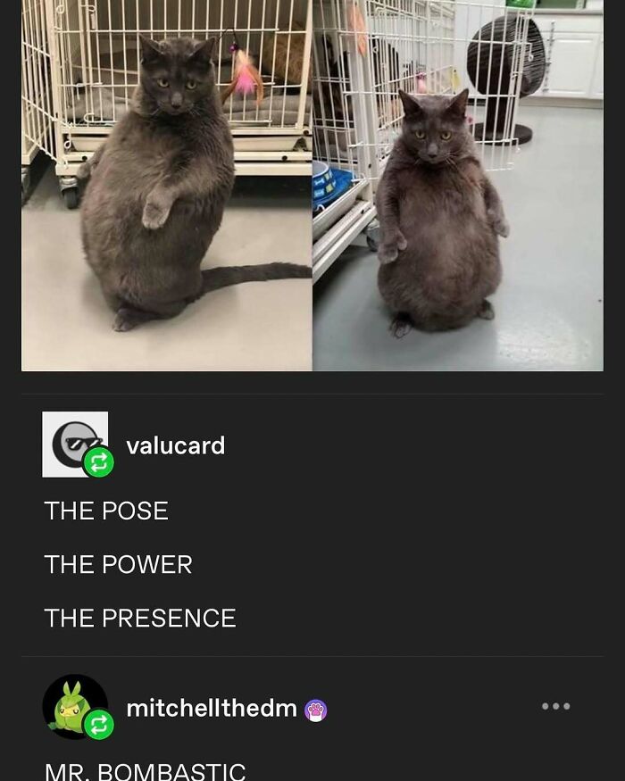 135 Cute And Funny Cat Memes That Are Way Cheaper Than Therapy