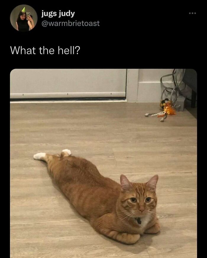 135 Cute And Funny Cat Memes That Are Way Cheaper Than Therapy