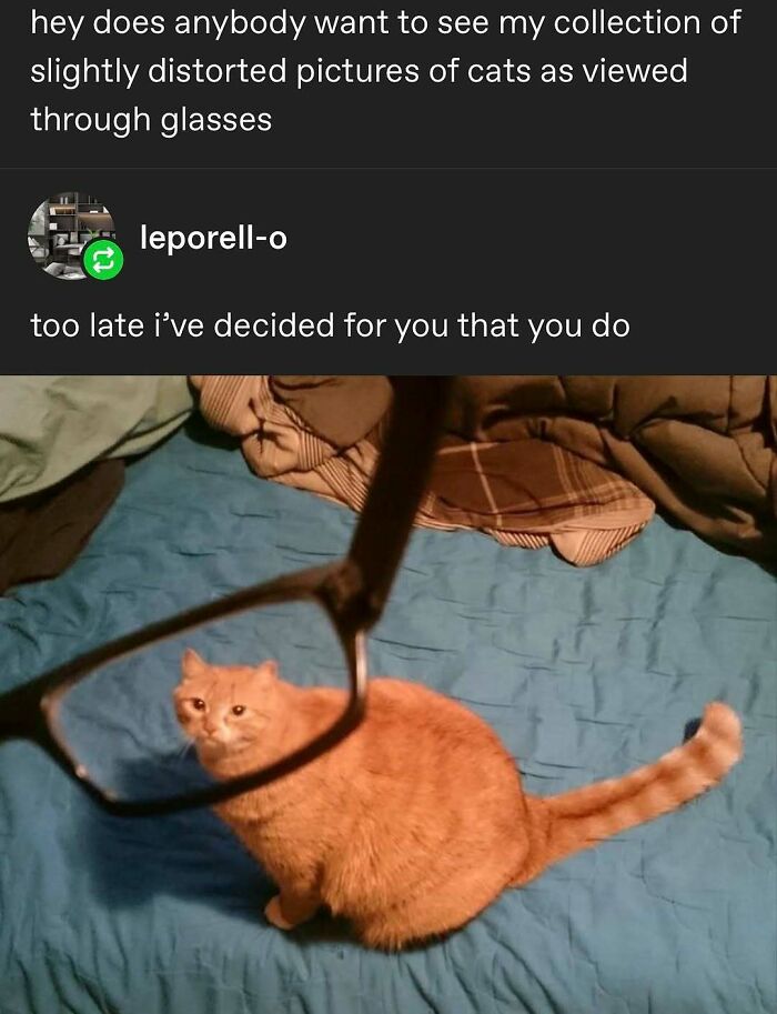 135 Cute And Funny Cat Memes That Are Way Cheaper Than Therapy