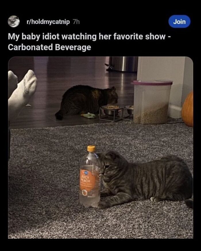 135 Cute And Funny Cat Memes That Are Way Cheaper Than Therapy