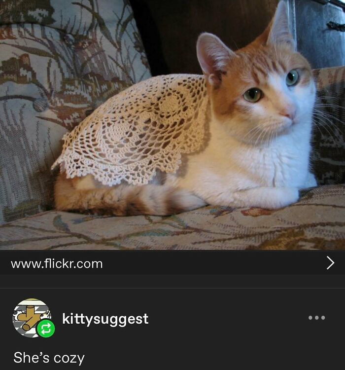 135 Cute And Funny Cat Memes That Are Way Cheaper Than Therapy