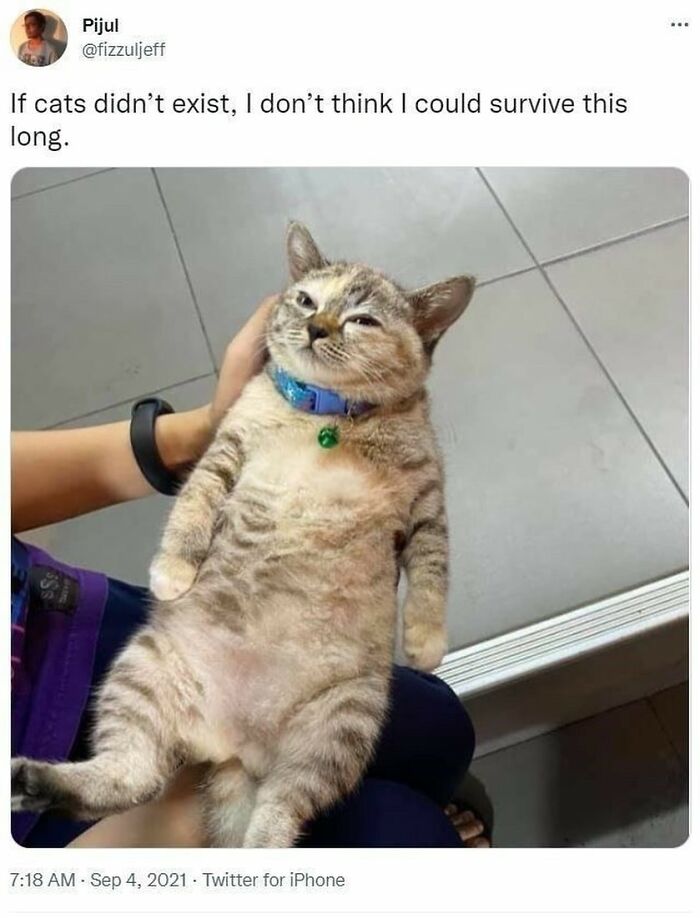 135 Cute And Funny Cat Memes That Are Way Cheaper Than Therapy
