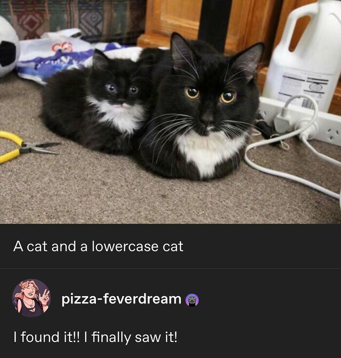 135 Cute And Funny Cat Memes That Are Way Cheaper Than Therapy