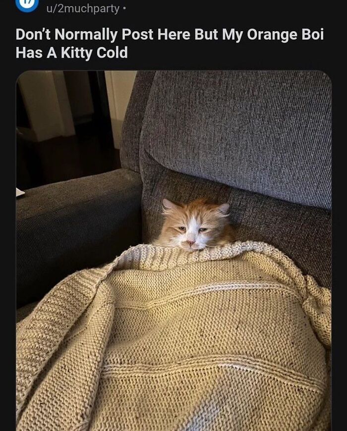 135 Cute And Funny Cat Memes That Are Way Cheaper Than Therapy