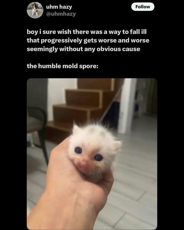 135 Cute And Funny Cat Memes That Are Way Cheaper Than Therapy