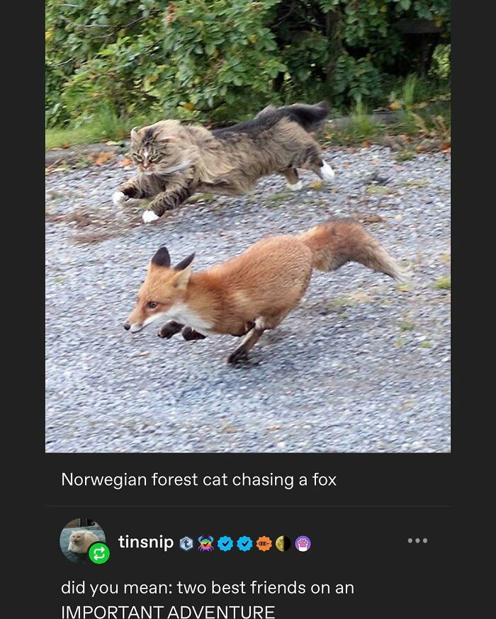 135 Cute And Funny Cat Memes That Are Way Cheaper Than Therapy