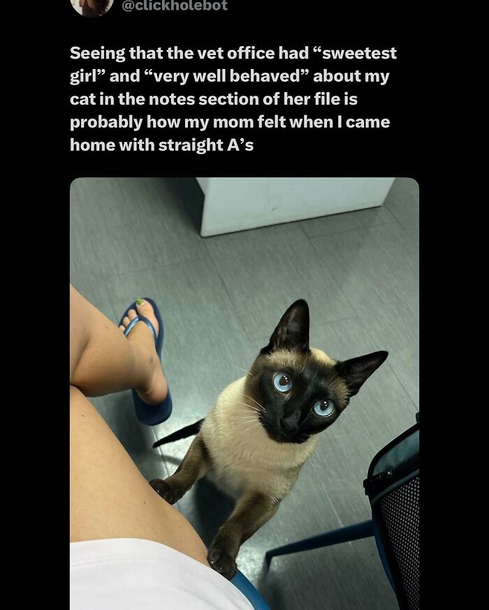 135 Cute And Funny Cat Memes That Are Way Cheaper Than Therapy