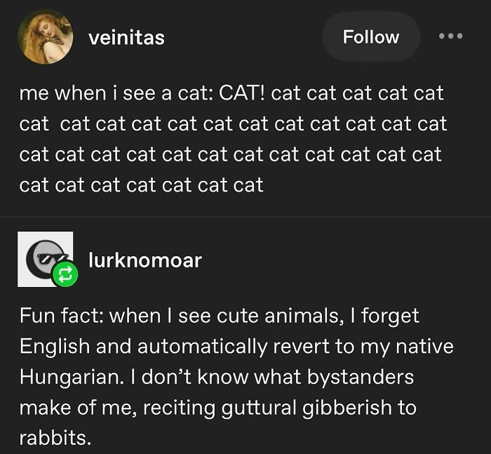 135 Cute And Funny Cat Memes That Are Way Cheaper Than Therapy