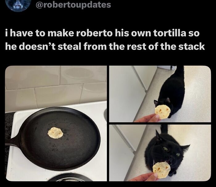 135 Cute And Funny Cat Memes That Are Way Cheaper Than Therapy