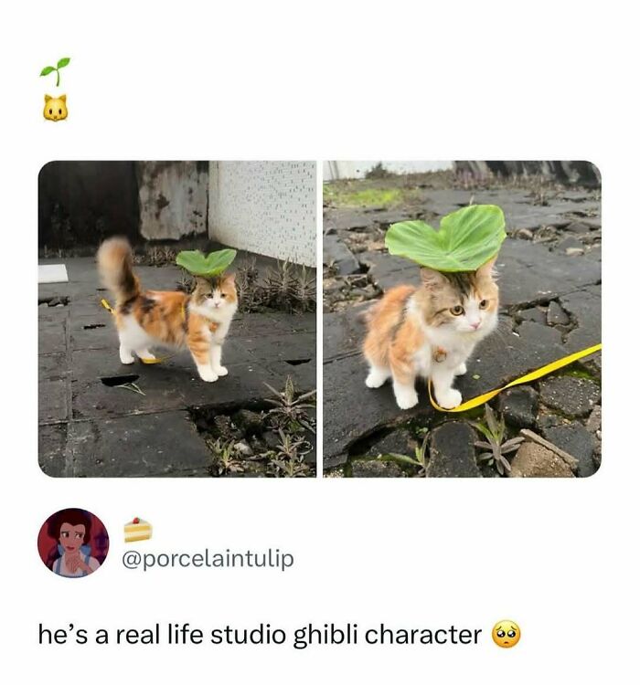 135 Cute And Funny Cat Memes That Are Way Cheaper Than Therapy