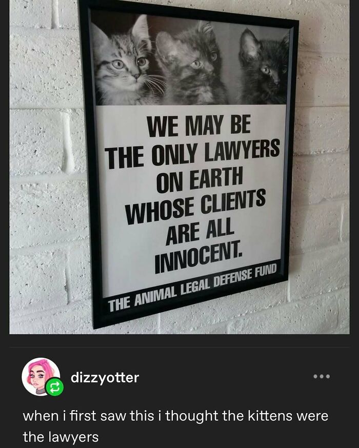 135 Cute And Funny Cat Memes That Are Way Cheaper Than Therapy