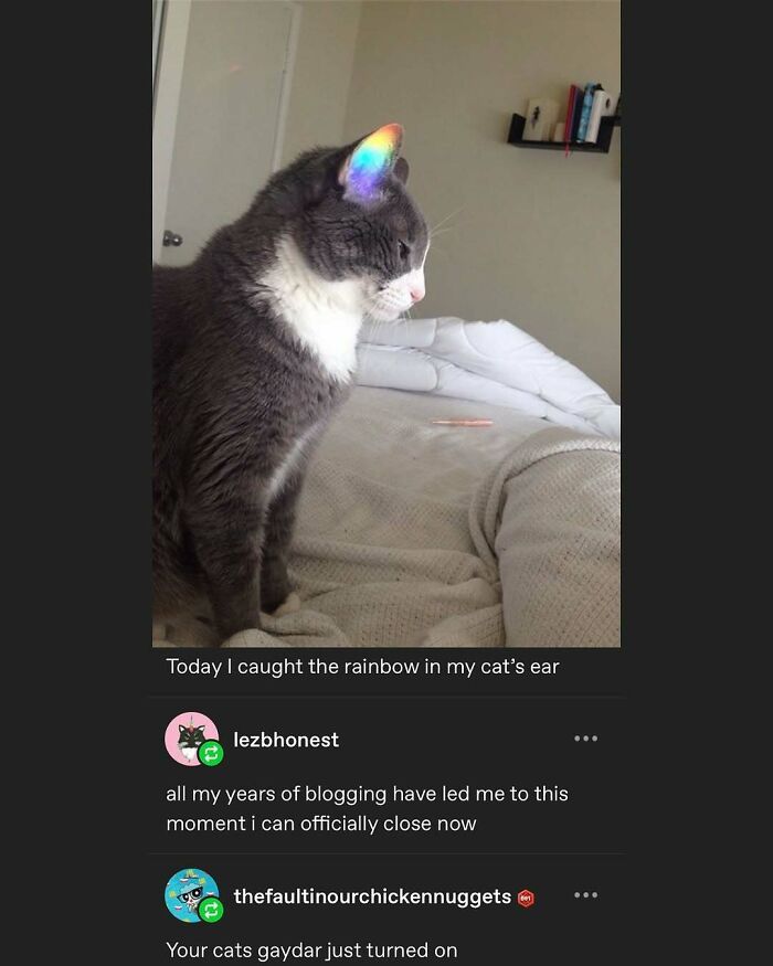 135 Cute And Funny Cat Memes That Are Way Cheaper Than Therapy