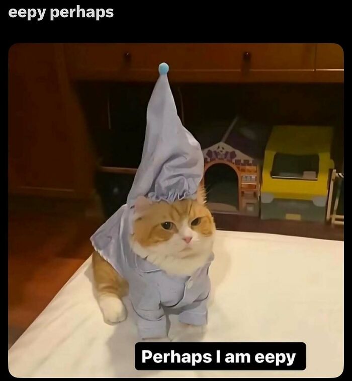 135 Cute And Funny Cat Memes That Are Way Cheaper Than Therapy