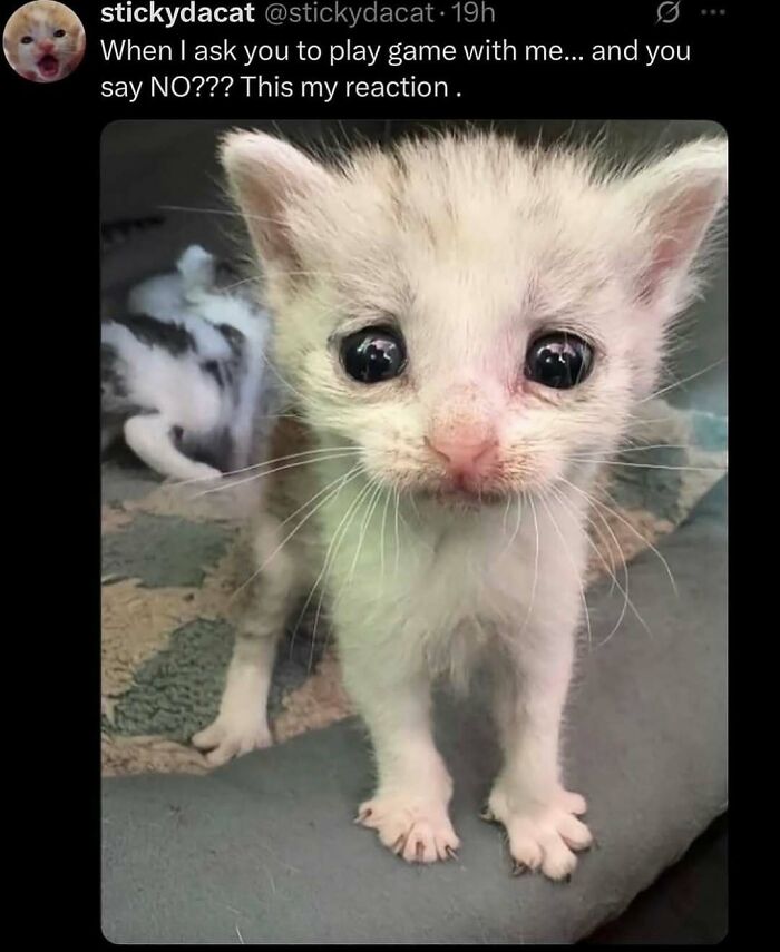 135 Cute And Funny Cat Memes That Are Way Cheaper Than Therapy