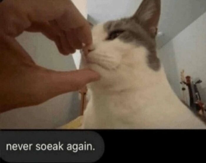 135 Cute And Funny Cat Memes That Are Way Cheaper Than Therapy
