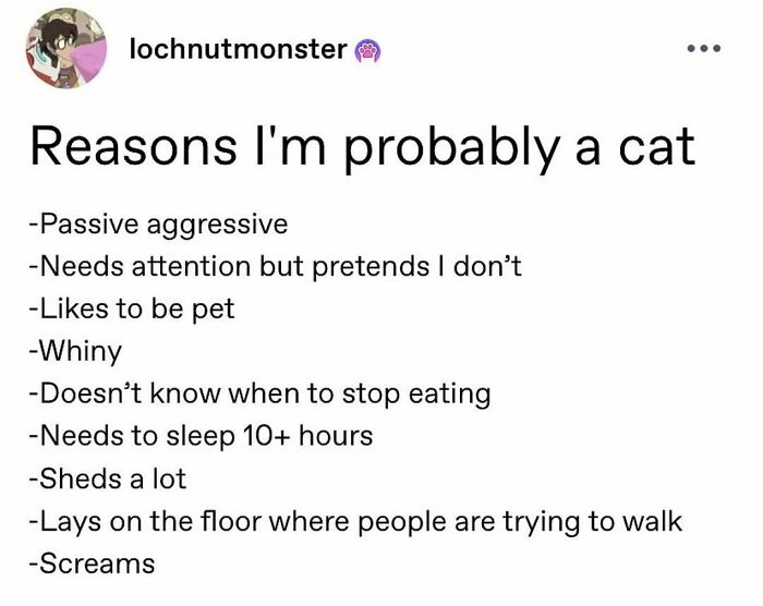 135 Cute And Funny Cat Memes That Are Way Cheaper Than Therapy