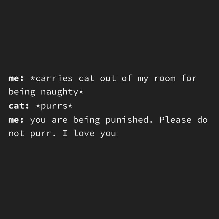 135 Cute And Funny Cat Memes That Are Way Cheaper Than Therapy