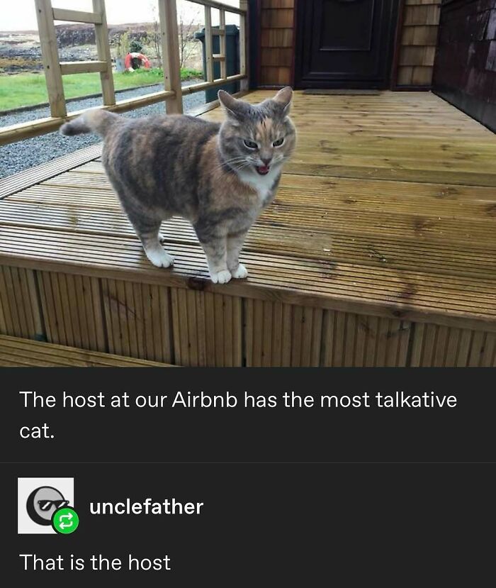 135 Cute And Funny Cat Memes That Are Way Cheaper Than Therapy