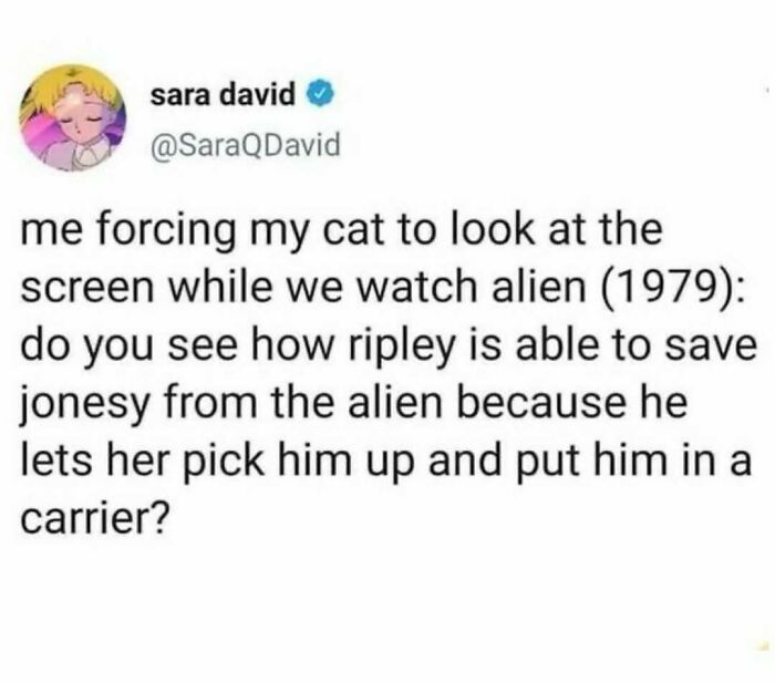 135 Cute And Funny Cat Memes That Are Way Cheaper Than Therapy