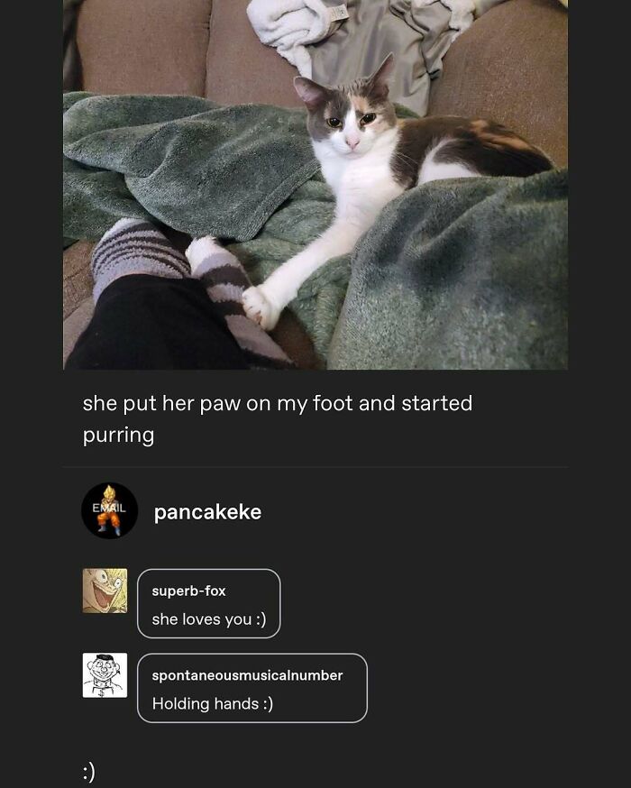 135 Cute And Funny Cat Memes That Are Way Cheaper Than Therapy