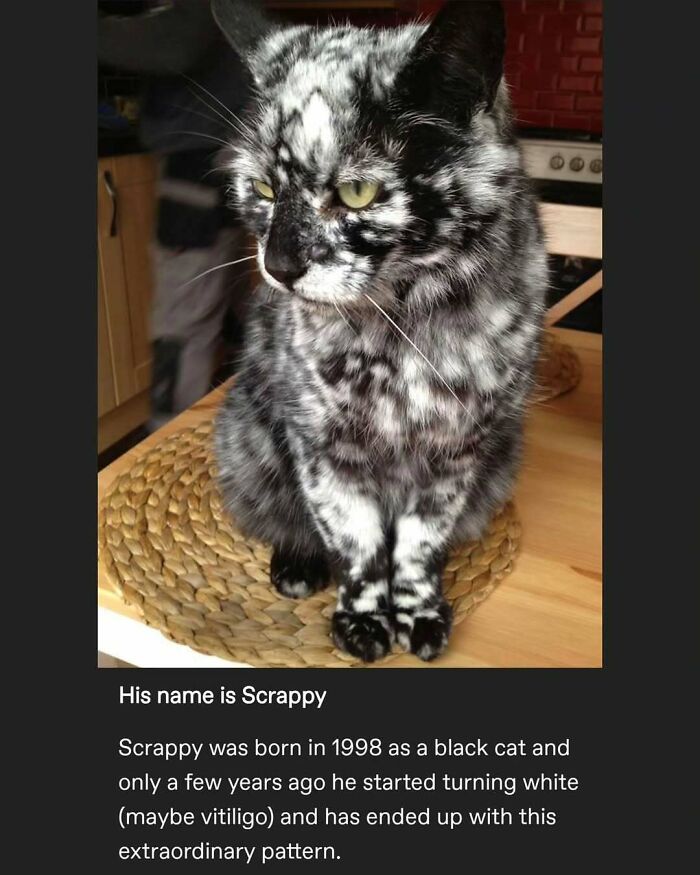 135 Cute And Funny Cat Memes That Are Way Cheaper Than Therapy