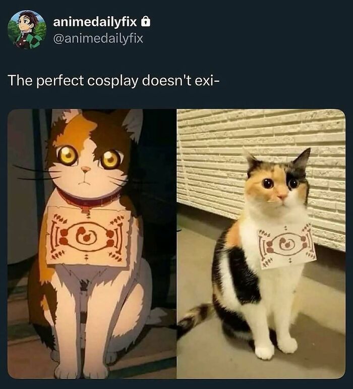 135 Cute And Funny Cat Memes That Are Way Cheaper Than Therapy