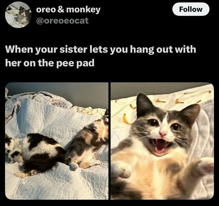 135 Cute And Funny Cat Memes That Are Way Cheaper Than Therapy