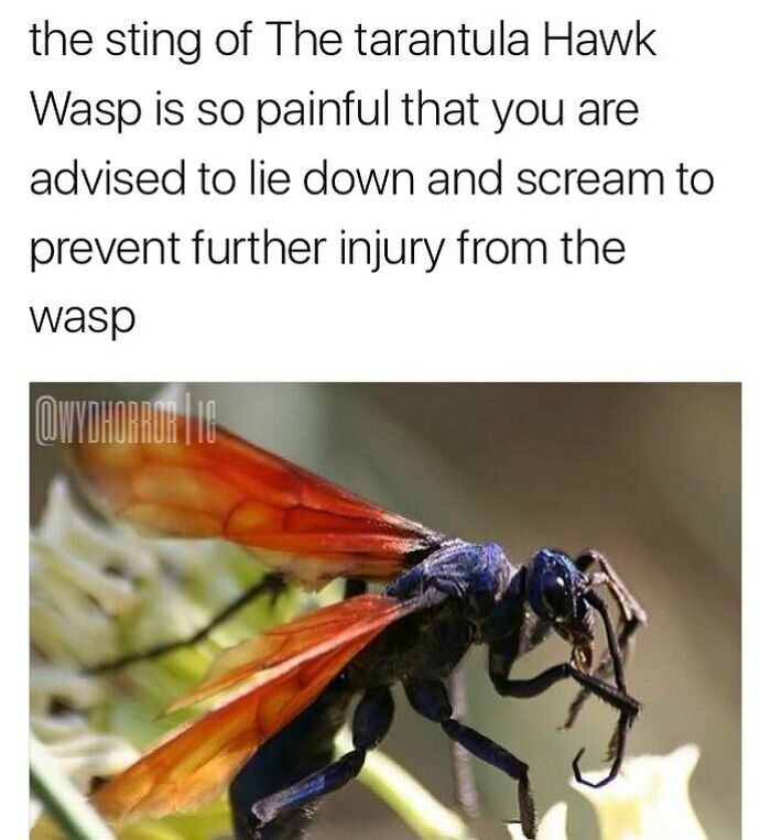 124 Random Creepy Facts And Pics To Deprive Somebody Of Sleep