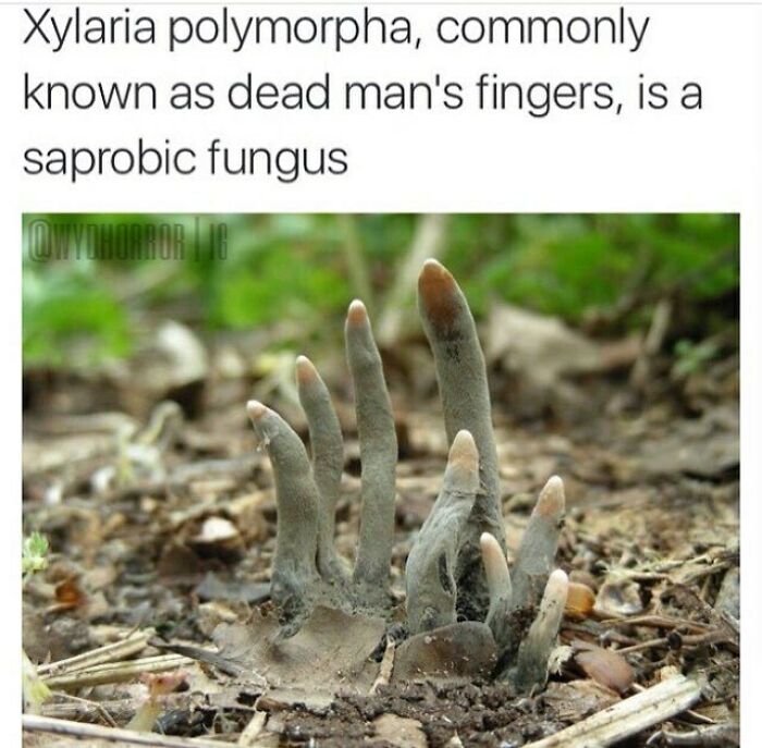 124 Random Creepy Facts And Pics To Deprive Somebody Of Sleep