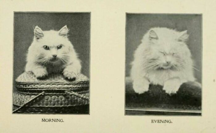 50 Vintage Cats For Your Viewing Pleasure, In Case You Thought They Were Less Cute In Centuries Past