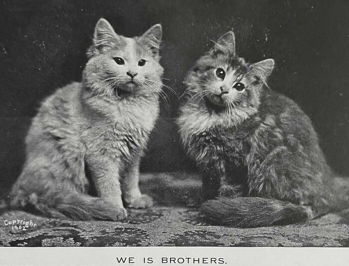 50 Vintage Cats For Your Viewing Pleasure, In Case You Thought They Were Less Cute In Centuries Past