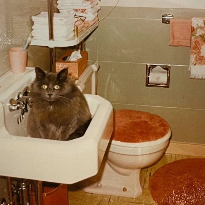 50 Vintage Cats For Your Viewing Pleasure, In Case You Thought They Were Less Cute In Centuries Past