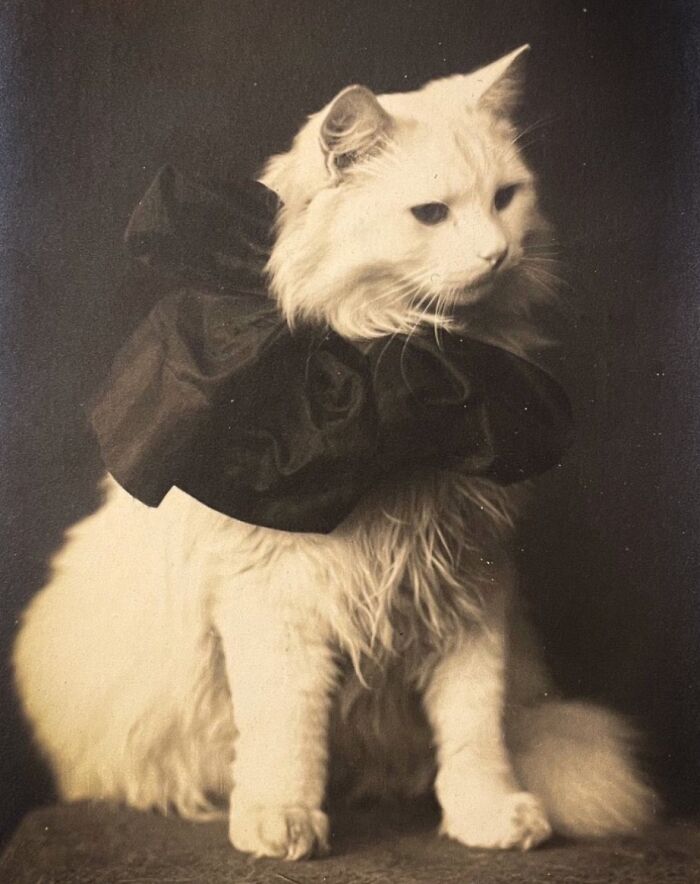 50 Vintage Cats For Your Viewing Pleasure, In Case You Thought They Were Less Cute In Centuries Past