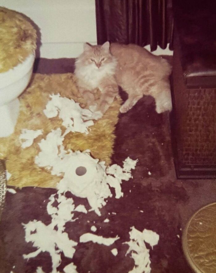 50 Vintage Cats For Your Viewing Pleasure, In Case You Thought They Were Less Cute In Centuries Past
