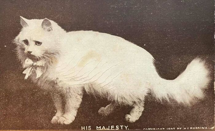 50 Vintage Cats For Your Viewing Pleasure, In Case You Thought They Were Less Cute In Centuries Past