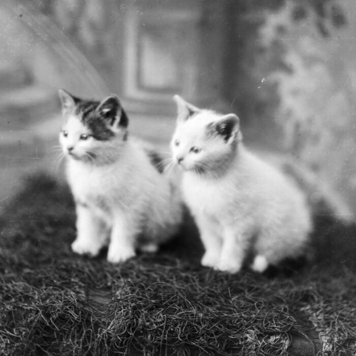 50 Vintage Cats For Your Viewing Pleasure, In Case You Thought They Were Less Cute In Centuries Past