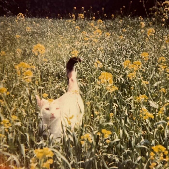 50 Vintage Cats For Your Viewing Pleasure, In Case You Thought They Were Less Cute In Centuries Past
