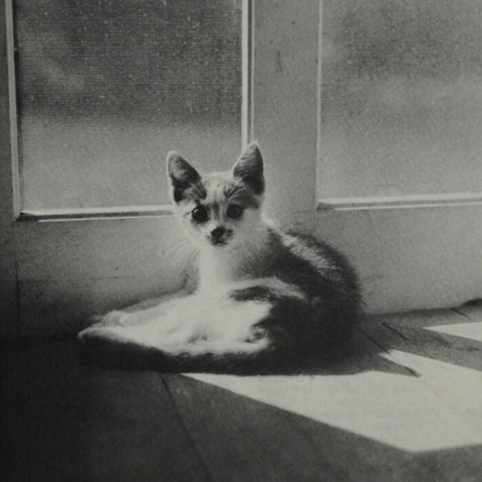 50 Vintage Cats For Your Viewing Pleasure, In Case You Thought They Were Less Cute In Centuries Past