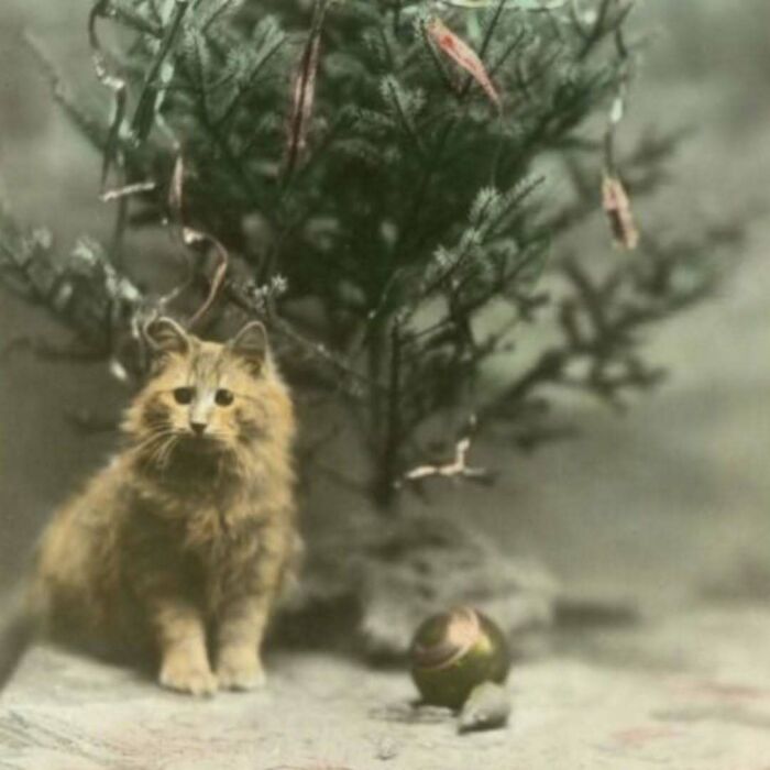 50 Vintage Cats For Your Viewing Pleasure, In Case You Thought They Were Less Cute In Centuries Past