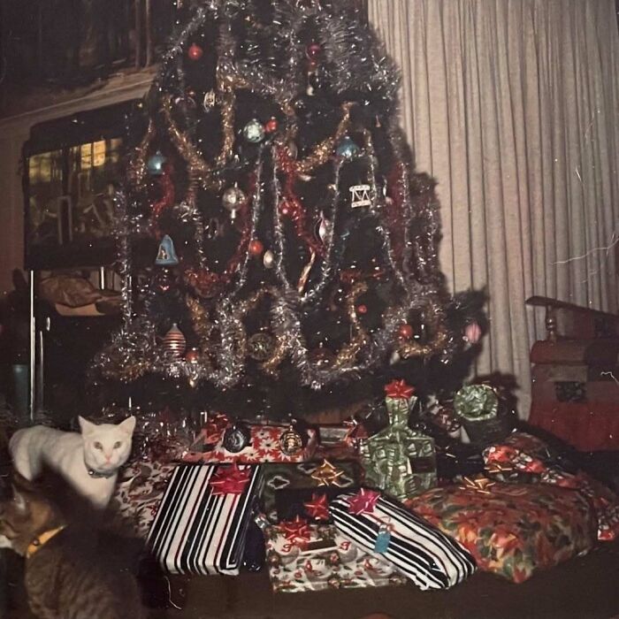 50 Vintage Cats For Your Viewing Pleasure, In Case You Thought They Were Less Cute In Centuries Past