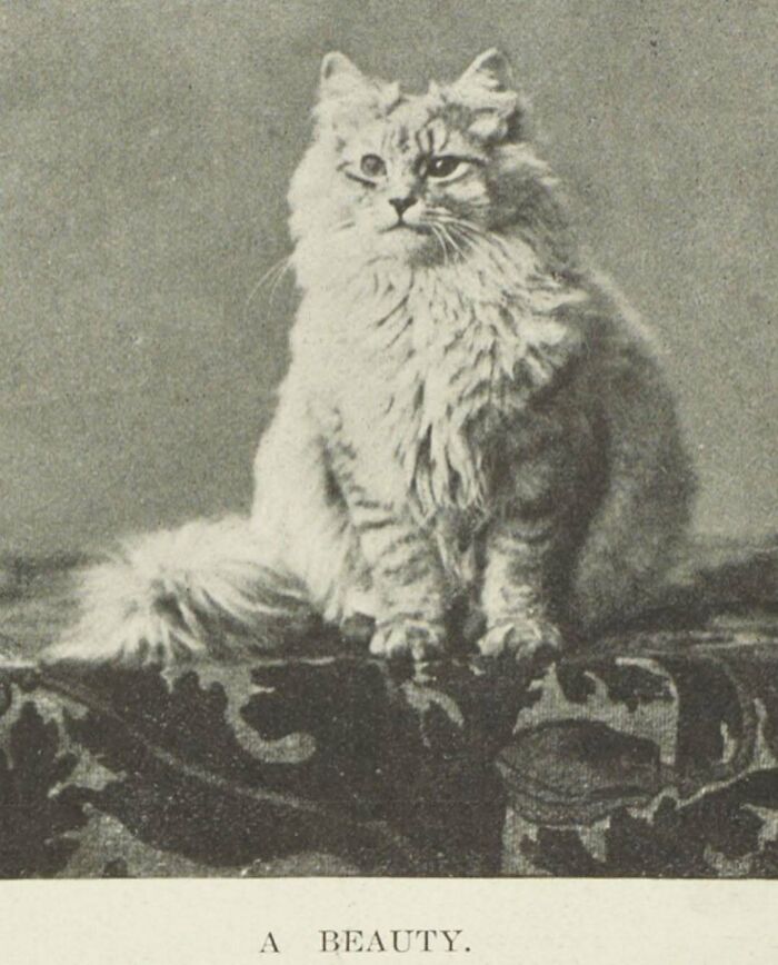50 Vintage Cats For Your Viewing Pleasure, In Case You Thought They Were Less Cute In Centuries Past
