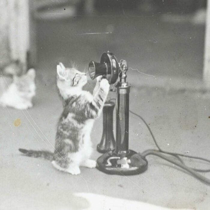 50 Vintage Cats For Your Viewing Pleasure, In Case You Thought They Were Less Cute In Centuries Past