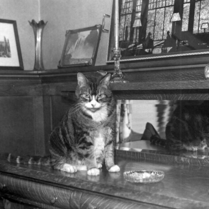 50 Vintage Cats For Your Viewing Pleasure, In Case You Thought They Were Less Cute In Centuries Past