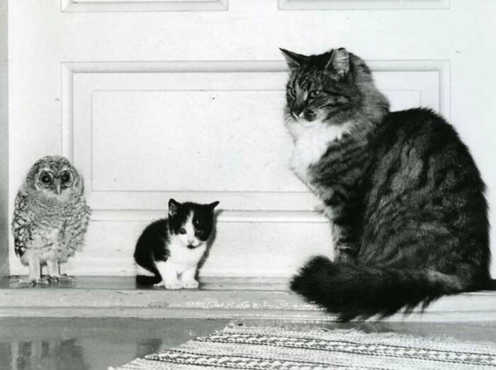 50 Vintage Cats For Your Viewing Pleasure, In Case You Thought They Were Less Cute In Centuries Past