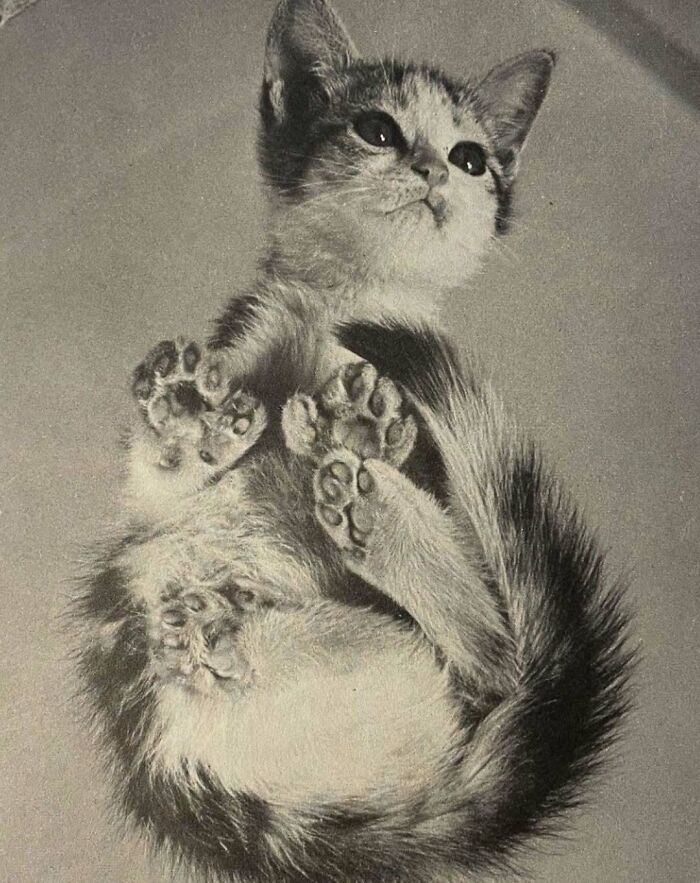 50 Vintage Cats For Your Viewing Pleasure, In Case You Thought They Were Less Cute In Centuries Past