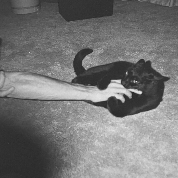 50 Vintage Cats For Your Viewing Pleasure, In Case You Thought They Were Less Cute In Centuries Past