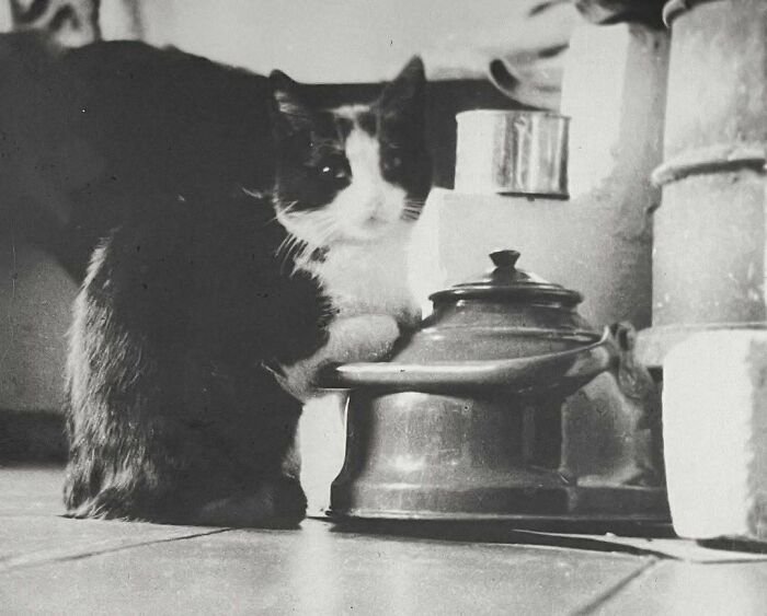 50 Vintage Cats For Your Viewing Pleasure, In Case You Thought They Were Less Cute In Centuries Past